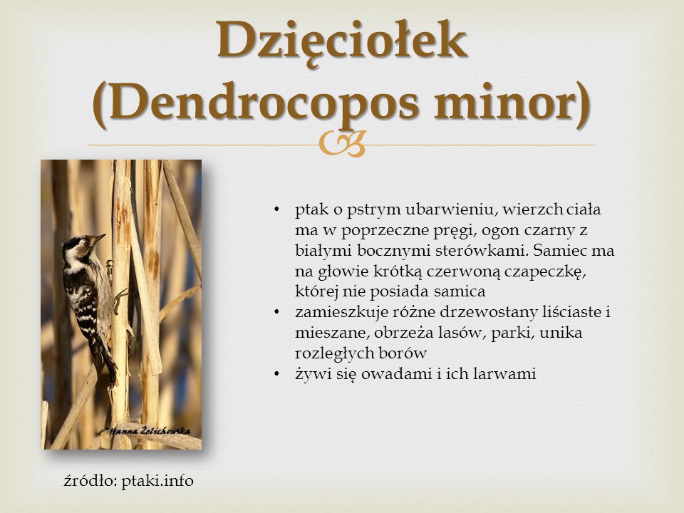 Dzięciołek (Dendrocopos minor)