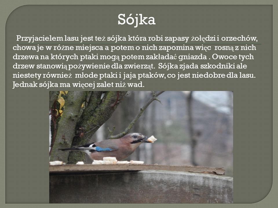 Sójka