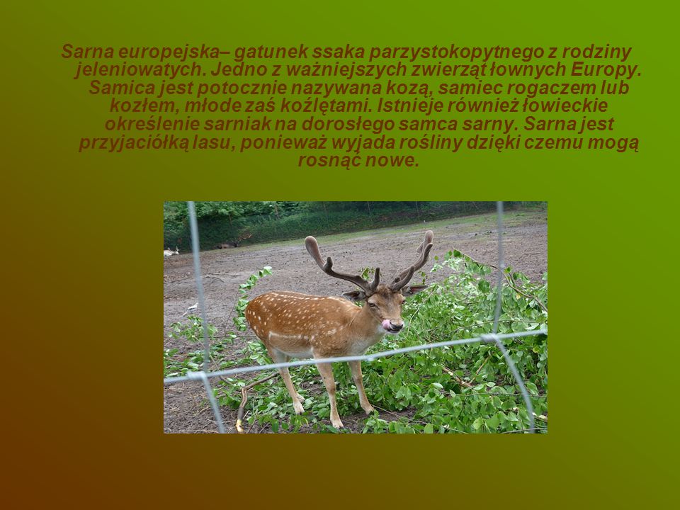 Sarna europejska– gatunek ssaka parzystokopytnego z rodziny jeleniowatych.