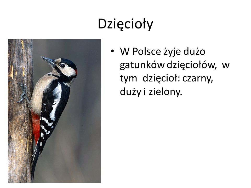 Dzięcioły W Polsce żyje dużo gatunków dzięciołów, w tym dzięcioł: czarny, duży i zielony.