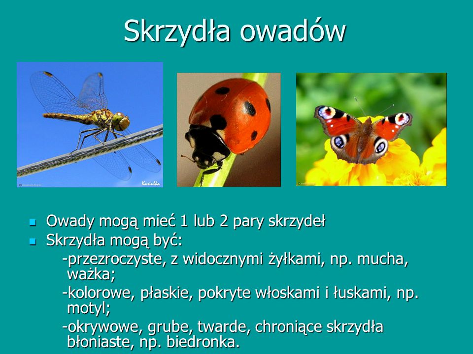 Skrzydła owadów Owady mogą mieć 1 lub 2 pary skrzydeł