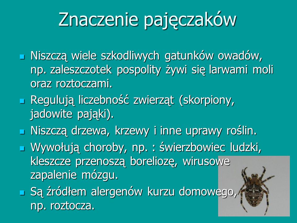 Znaczenie pajęczaków Niszczą wiele szkodliwych gatunków owadów, np. zaleszczotek pospolity żywi się larwami moli oraz roztoczami.
