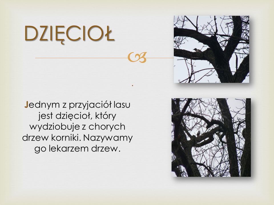 DZIĘCIOŁ Jednym z przyjaciół lasu jest dzięcioł, który wydziobuje z chorych drzew korniki. Nazywamy go lekarzem drzew.