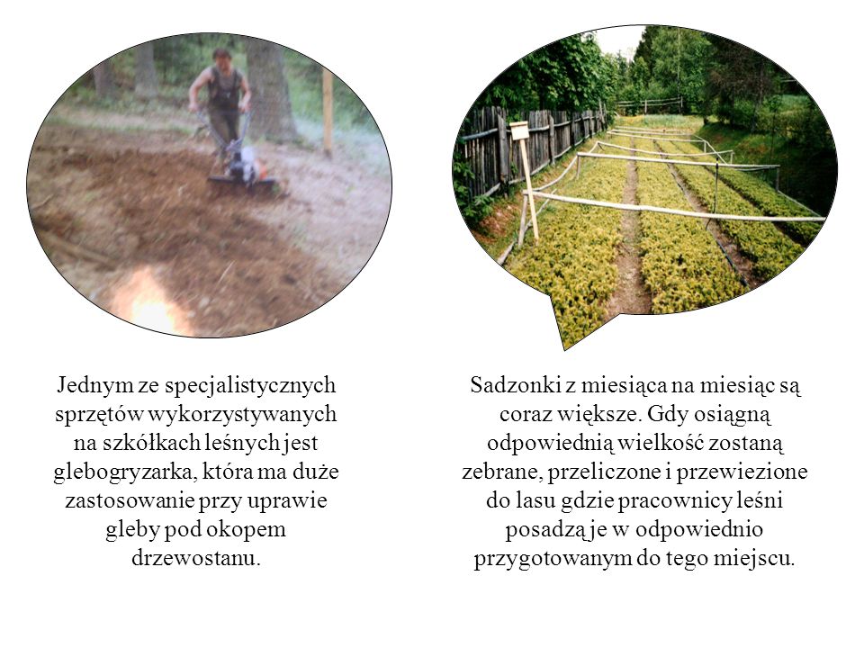 Jednym ze specjalistycznych sprzętów wykorzystywanych na szkółkach leśnych jest glebogryzarka, która ma duże zastosowanie przy uprawie gleby pod okopem drzewostanu.