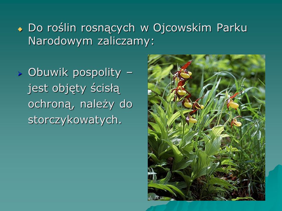 Do roślin rosnących w Ojcowskim Parku Narodowym zaliczamy:
