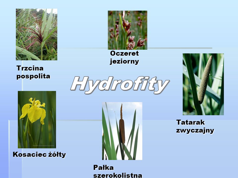 Hydrofity Oczeret jeziorny Trzcina pospolita Tatarak zwyczajny