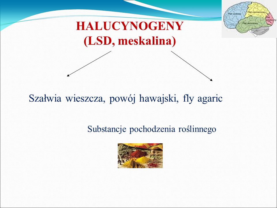 HALUCYNOGENY (LSD, meskalina)