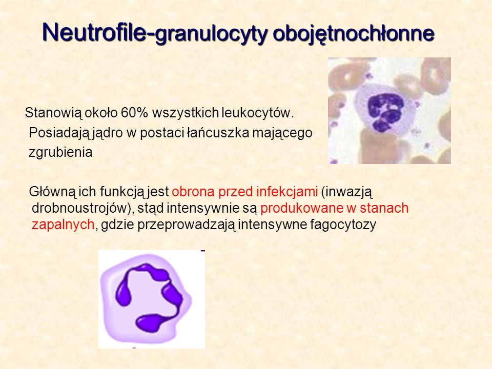 Neutrofile-granulocyty obojętnochłonne