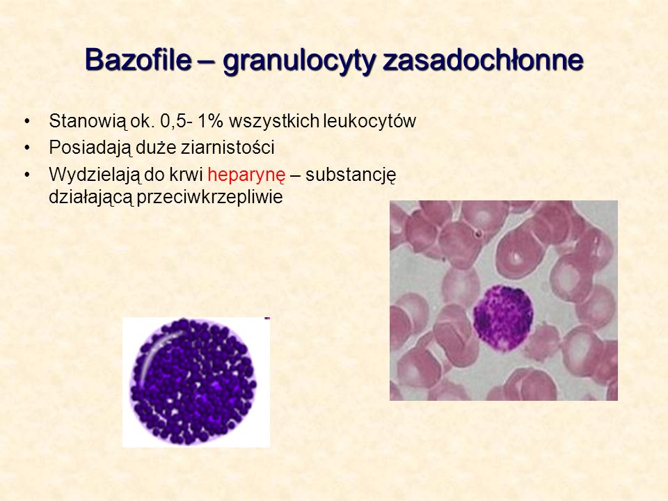 Bazofile – granulocyty zasadochłonne