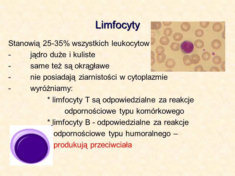 Limfocyty Stanowią 25-35% wszystkich leukocytow - jądro duże i kuliste