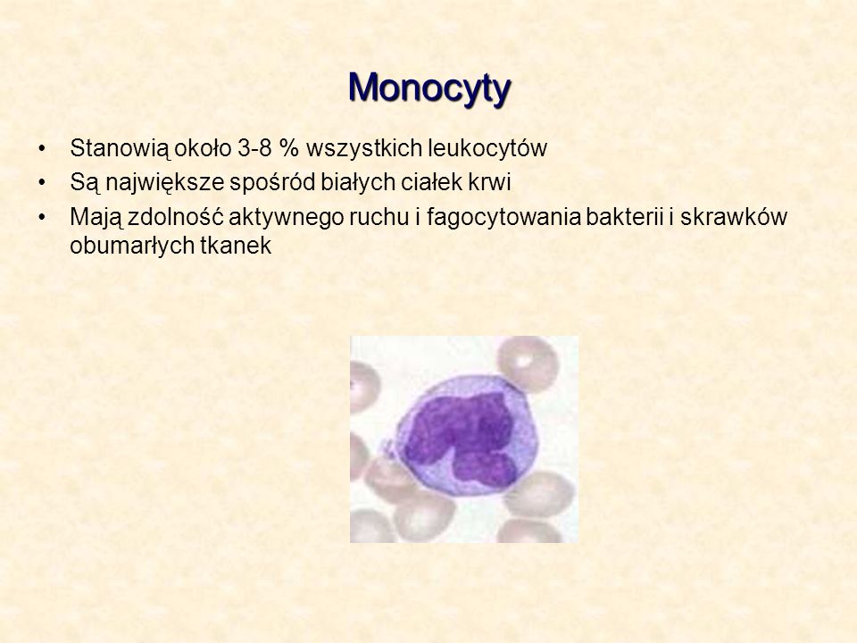 Monocyty Stanowią około 3-8 % wszystkich leukocytów