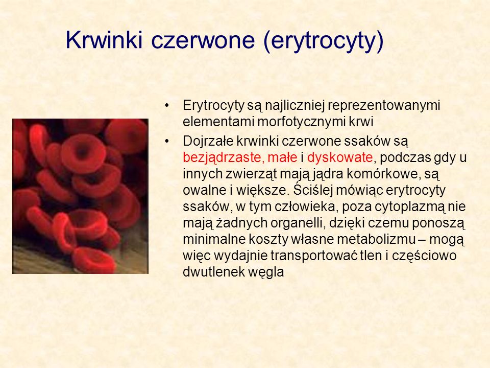 Krwinki czerwone (erytrocyty)