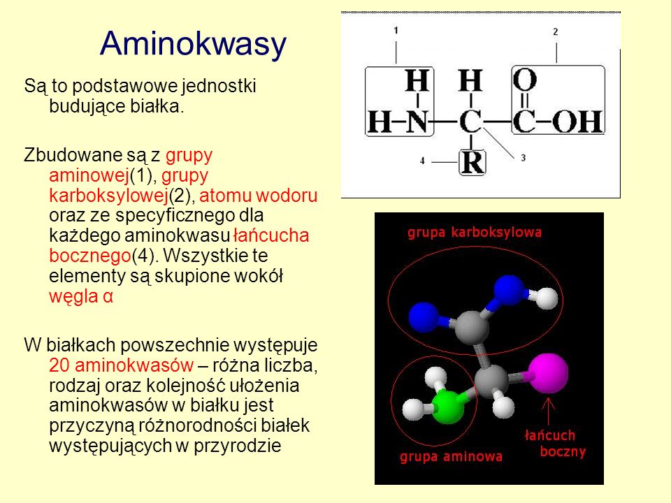 Aminokwasy Są to podstawowe jednostki budujące białka.
