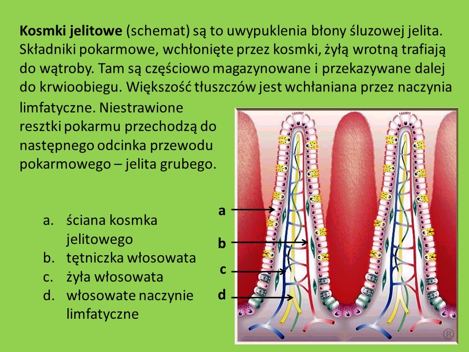 Kosmki jelitowe (schemat) są to uwypuklenia błony śluzowej jelita