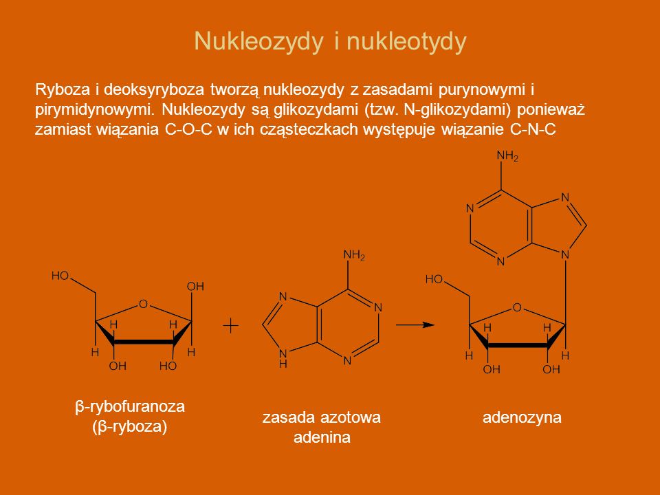 Nukleozydy i nukleotydy