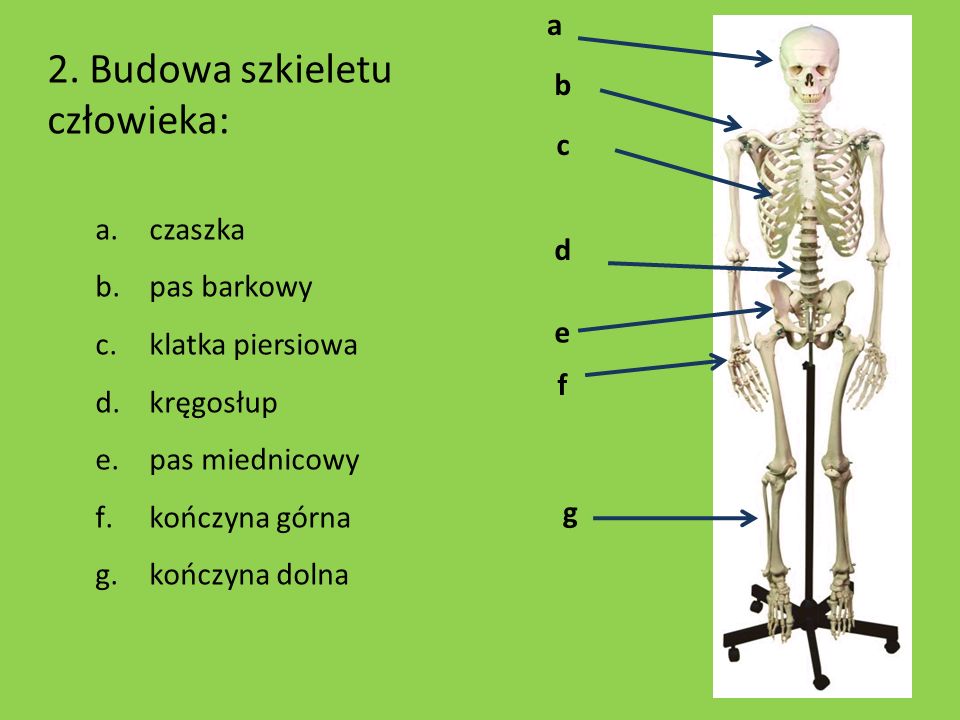 2. Budowa szkieletu człowieka: