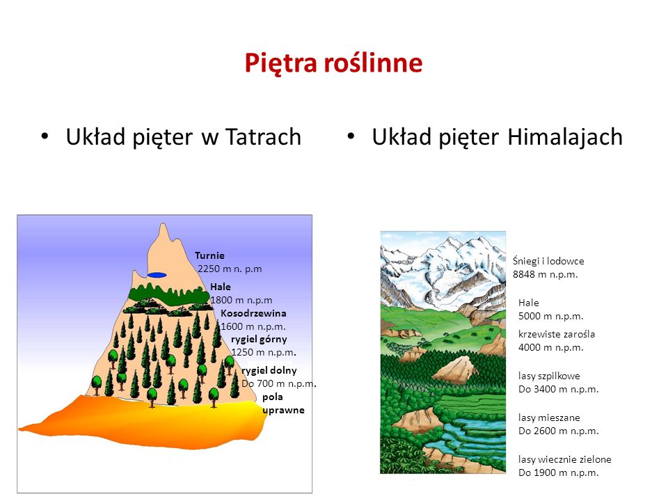 Piętra roślinne Układ pięter w Tatrach Układ pięter Himalajach Turnie