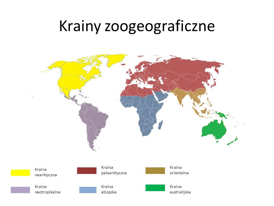 Krainy zoogeograficzne