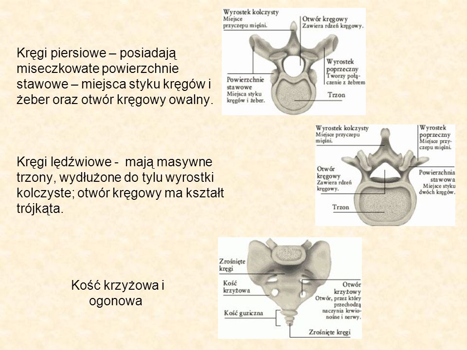 Kręgi piersiowe – posiadają miseczkowate powierzchnie stawowe – miejsca styku kręgów i żeber oraz otwór kręgowy owalny. Kręgi lędźwiowe - mają masywne trzony, wydłużone do tylu wyrostki kolczyste; otwór kręgowy ma kształt trójkąta.