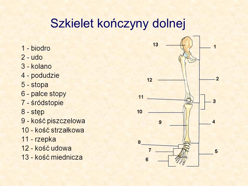 Szkielet kończyny dolnej