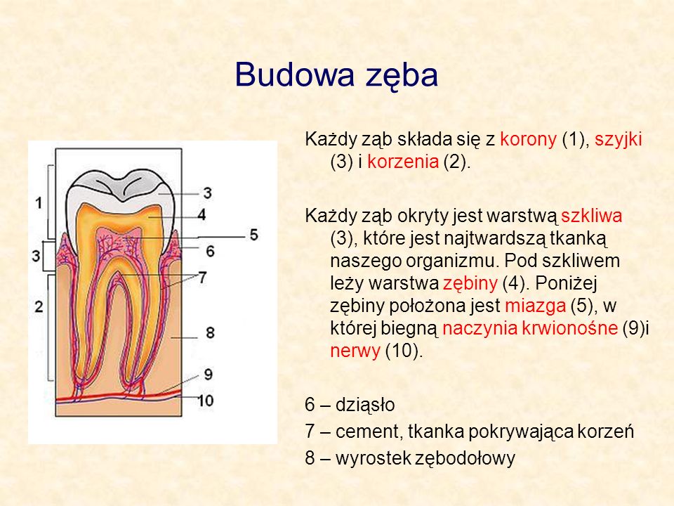 Budowa zęba Każdy ząb składa się z korony (1), szyjki (3) i korzenia (2).