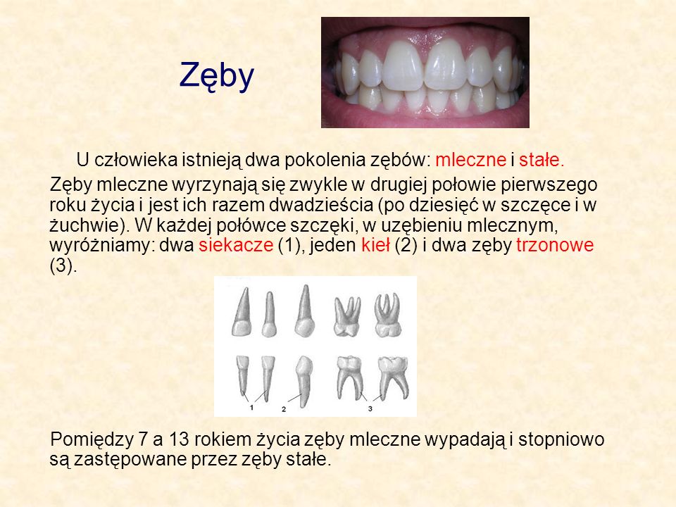 Zęby U człowieka istnieją dwa pokolenia zębów: mleczne i stałe.