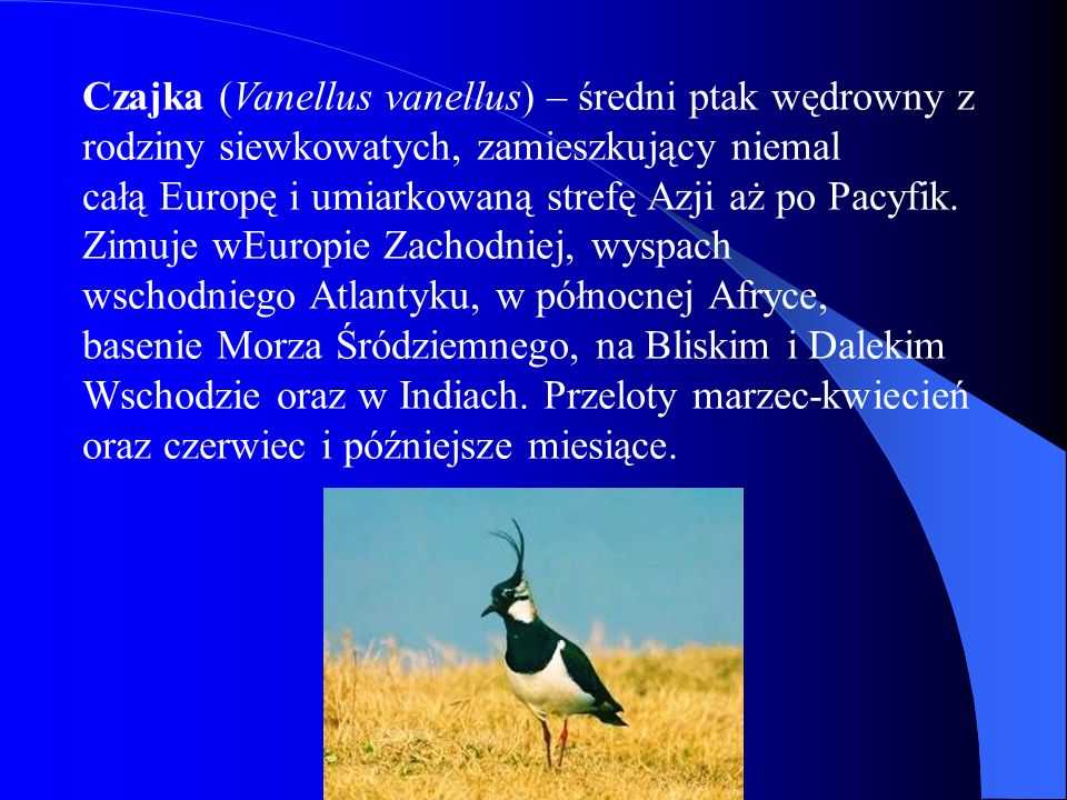 Czajka (Vanellus vanellus) – średni ptak wędrowny z rodziny siewkowatych, zamieszkujący niemal całą Europę i umiarkowaną strefę Azji aż po Pacyfik.