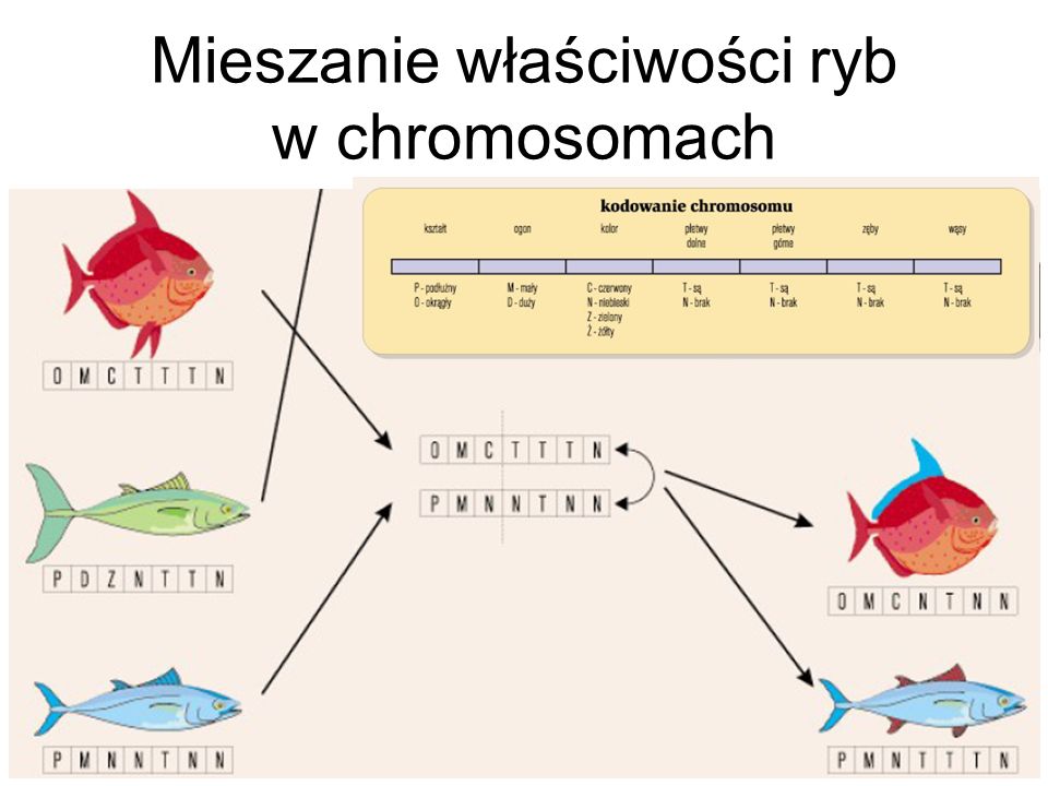 Mieszanie właściwości ryb w chromosomach