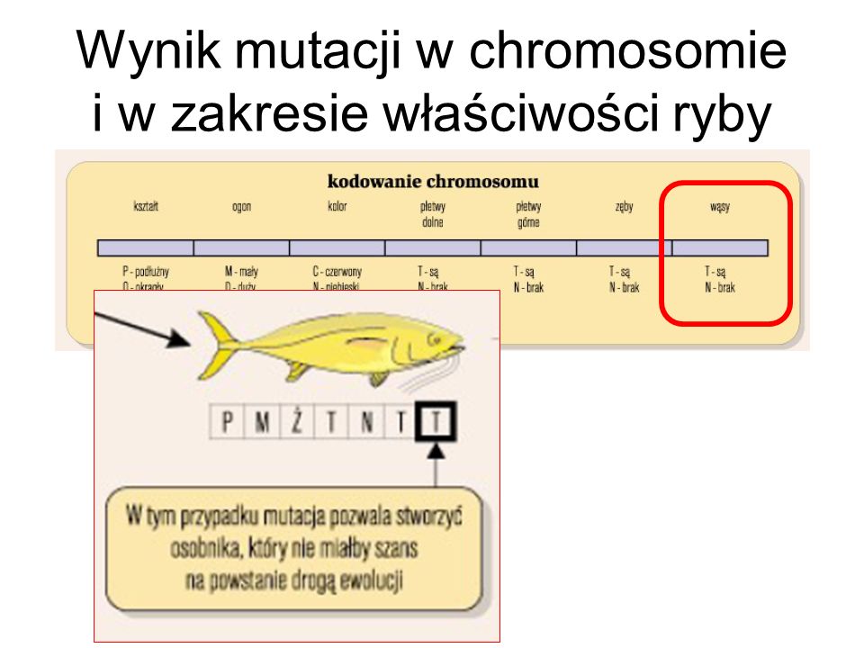 Wynik mutacji w chromosomie i w zakresie właściwości ryby