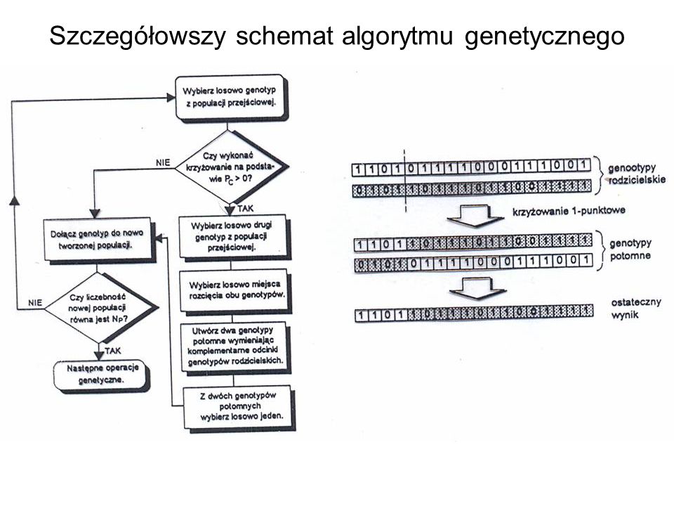 Szczegółowszy schemat algorytmu genetycznego