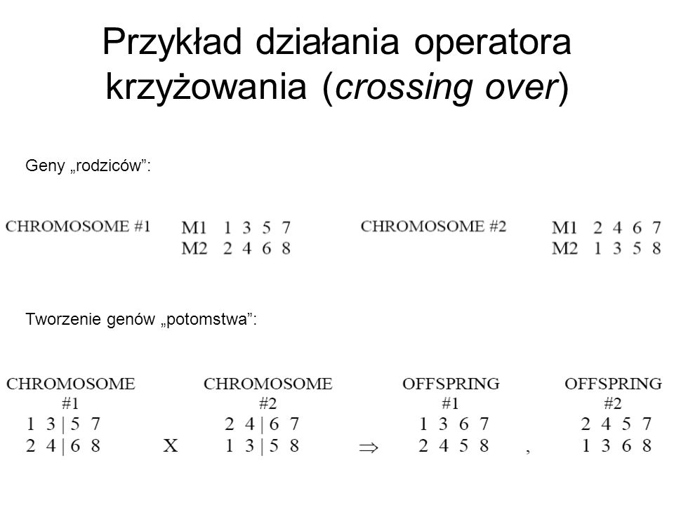 Przykład działania operatora krzyżowania (crossing over)