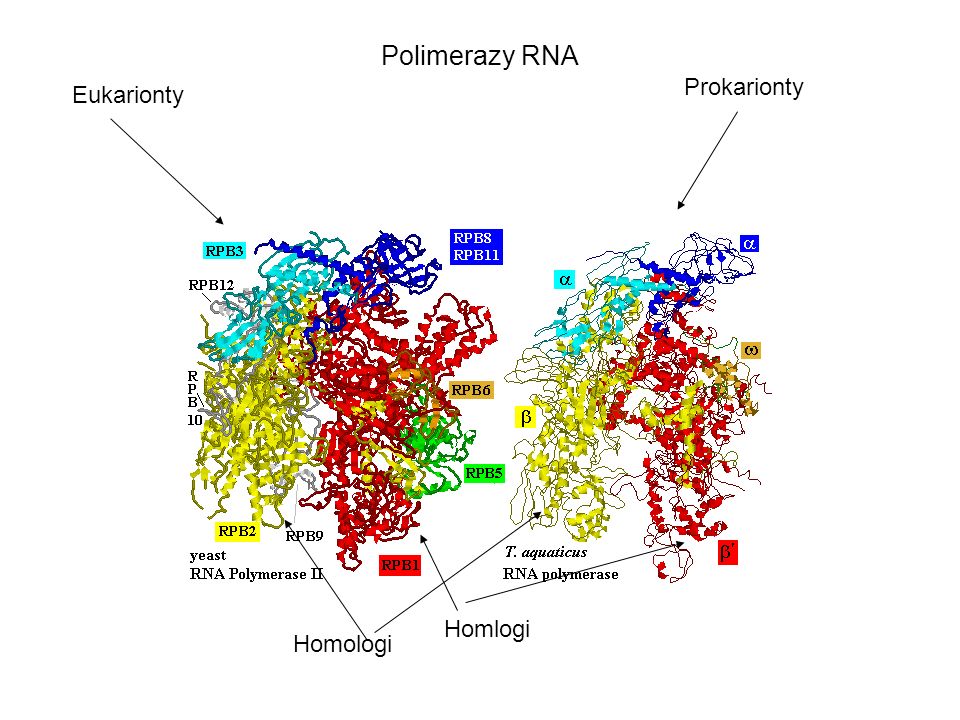 Polimerazy RNA Prokarionty Eukarionty Homlogi Homologi