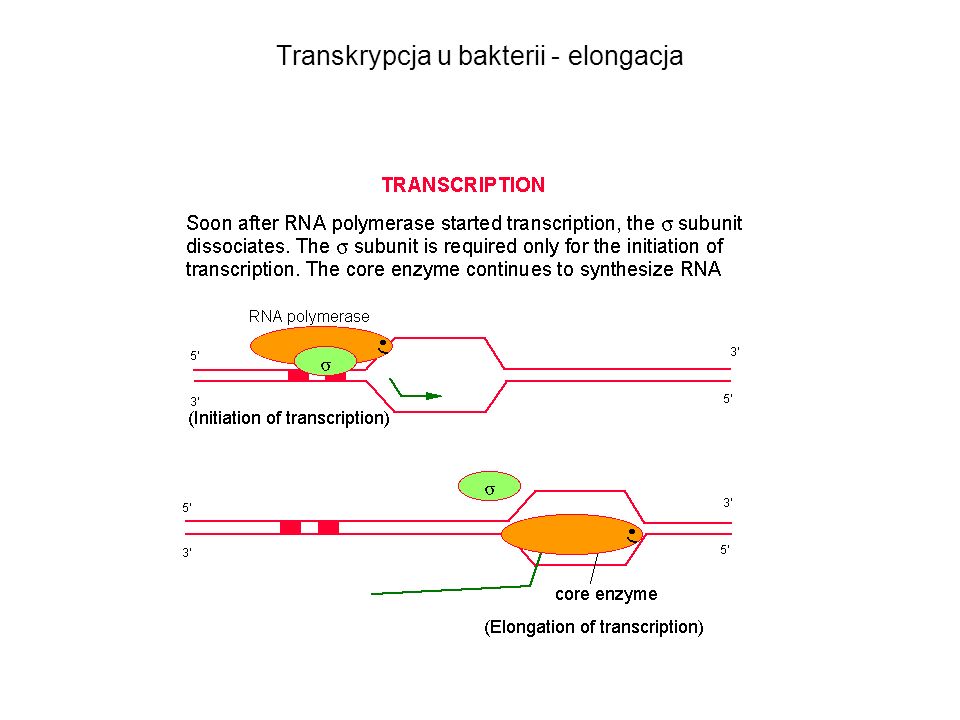 Transkrypcja u bakterii - elongacja