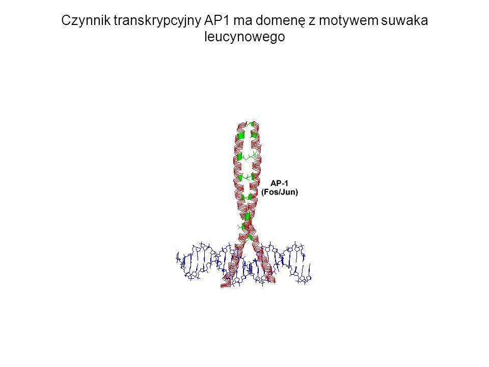 Czynnik transkrypcyjny AP1 ma domenę z motywem suwaka leucynowego
