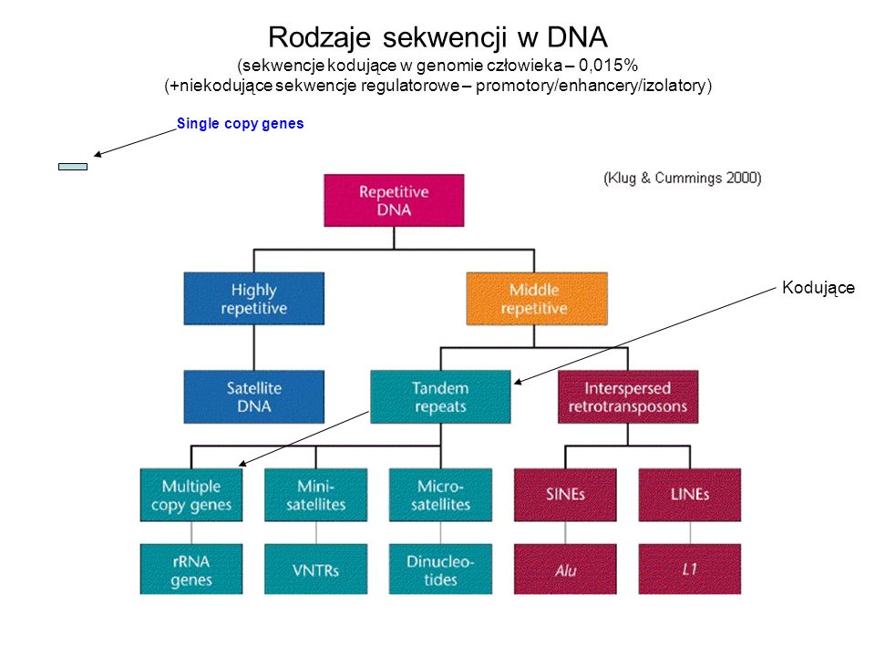 Rodzaje sekwencji w DNA (sekwencje kodujące w genomie człowieka – 0,015% (+niekodujące sekwencje regulatorowe – promotory/enhancery/izolatory)