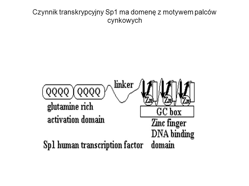 Czynnik transkrypcyjny Sp1 ma domenę z motywem palców cynkowych