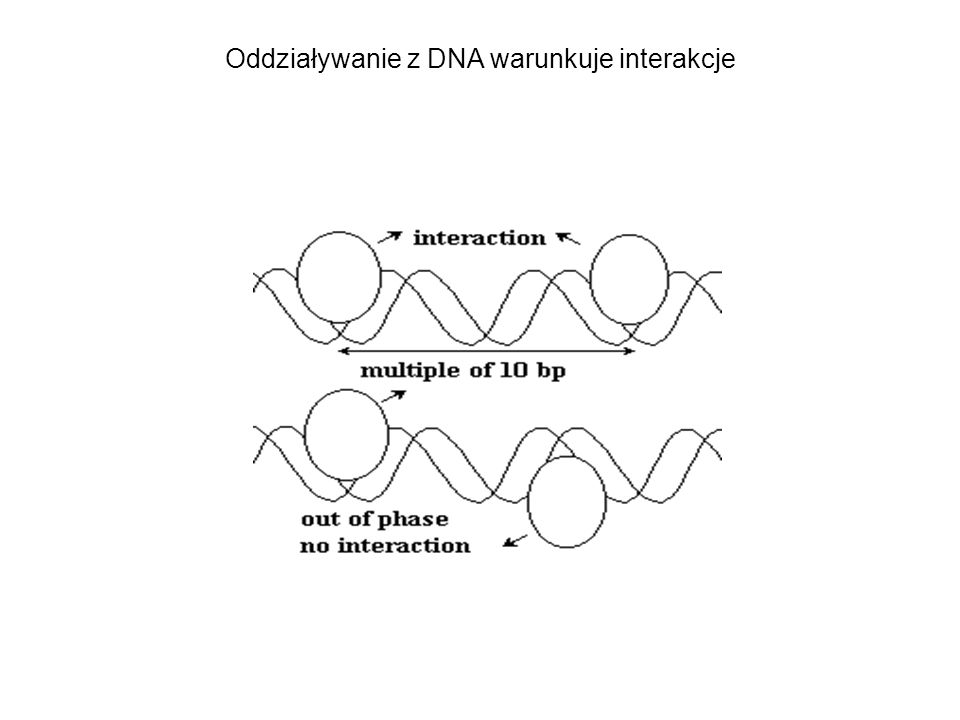 Oddziaływanie z DNA warunkuje interakcje