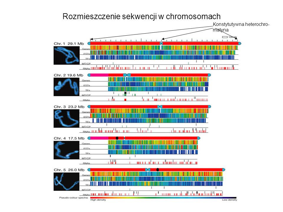 Rozmieszczenie sekwencji w chromosomach