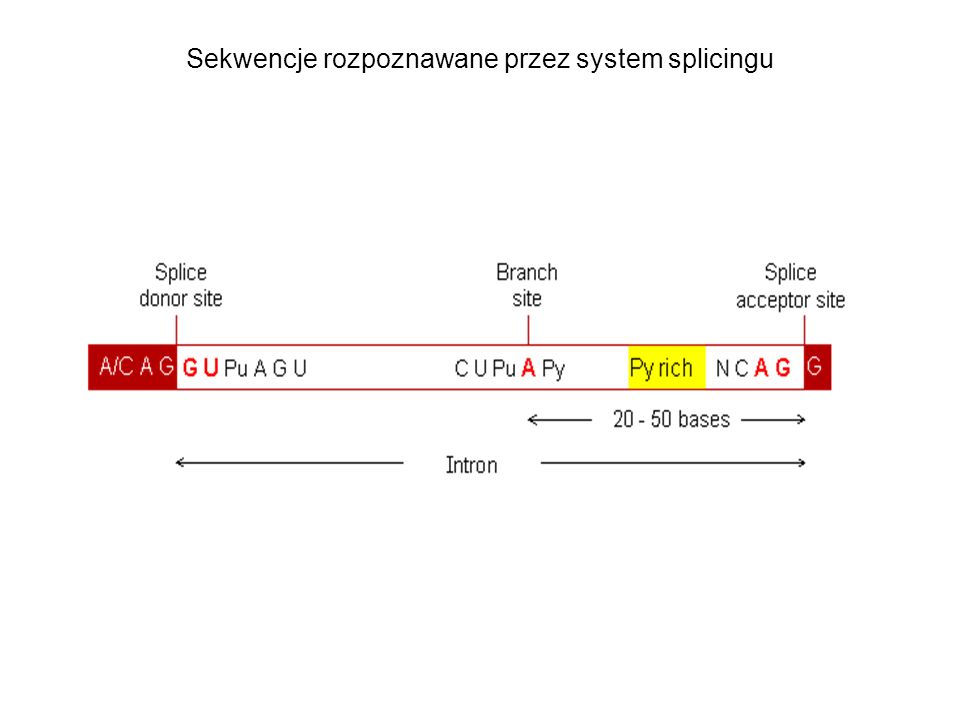 Sekwencje rozpoznawane przez system splicingu