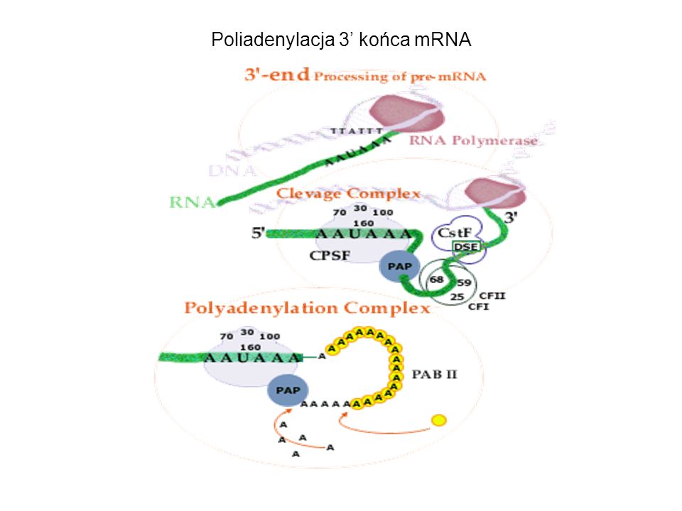 Poliadenylacja 3’ końca mRNA