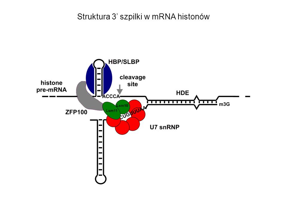 Struktura 3’ szpilki w mRNA histonów