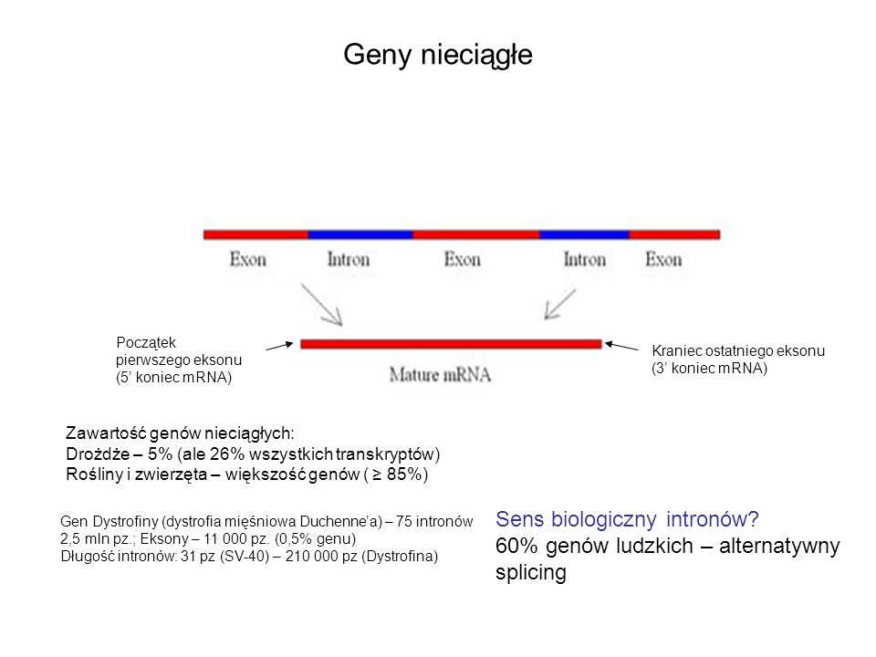 Geny nieciągłe Sens biologiczny intronów