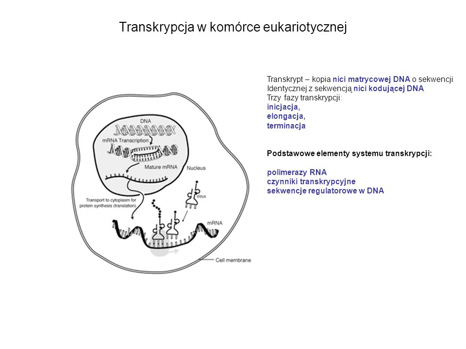Transkrypcja w komórce eukariotycznej