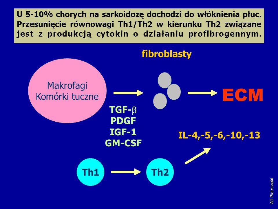 ECM fibroblasty Makrofagi Komórki tuczne TGF- PDGF IGF-1 GM-CSF