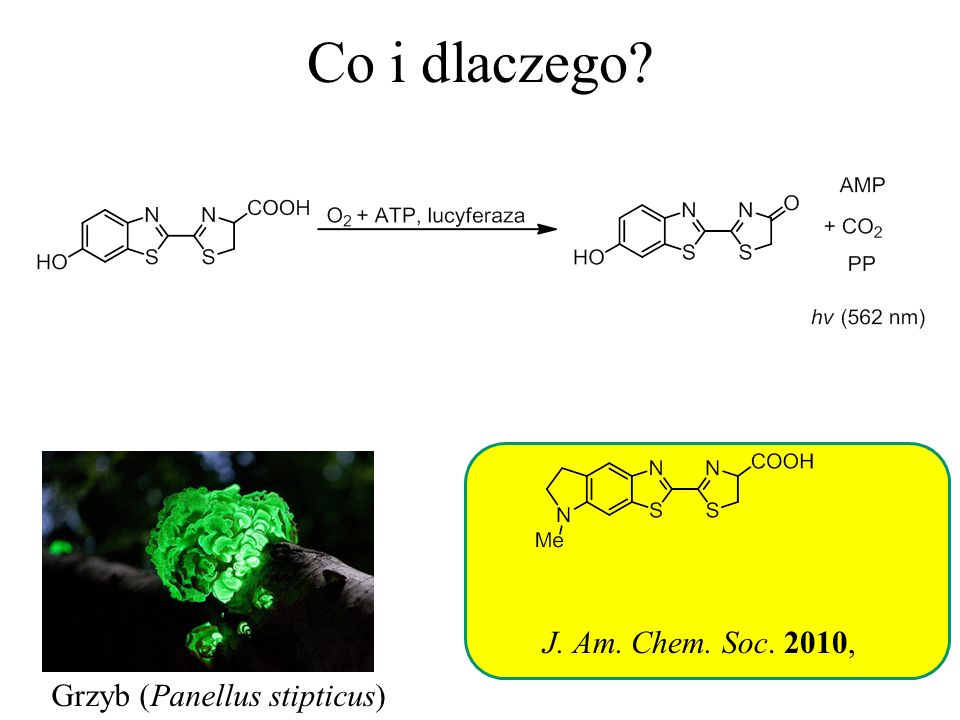Co i dlaczego J. Am. Chem. Soc. 2010, Grzyb (Panellus stipticus)