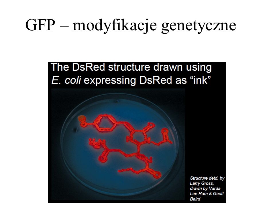 GFP – modyfikacje genetyczne