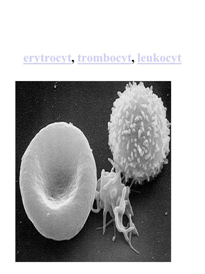 erytrocyt, trombocyt, leukocyt