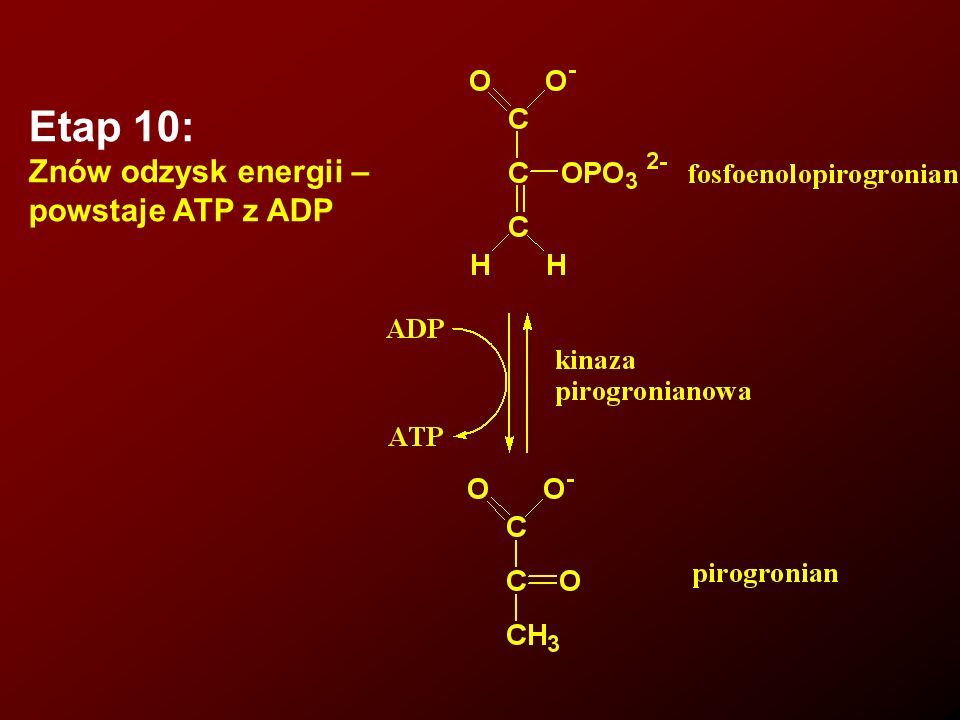 Etap 10: Znów odzysk energii – powstaje ATP z ADP