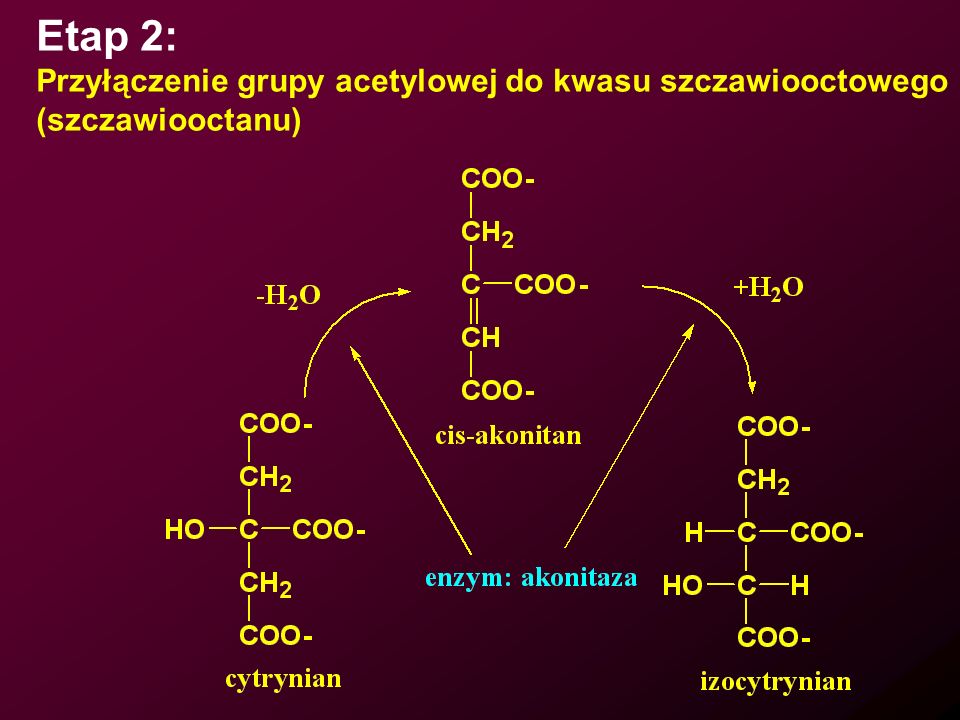 Etap 2: Przyłączenie grupy acetylowej do kwasu szczawiooctowego