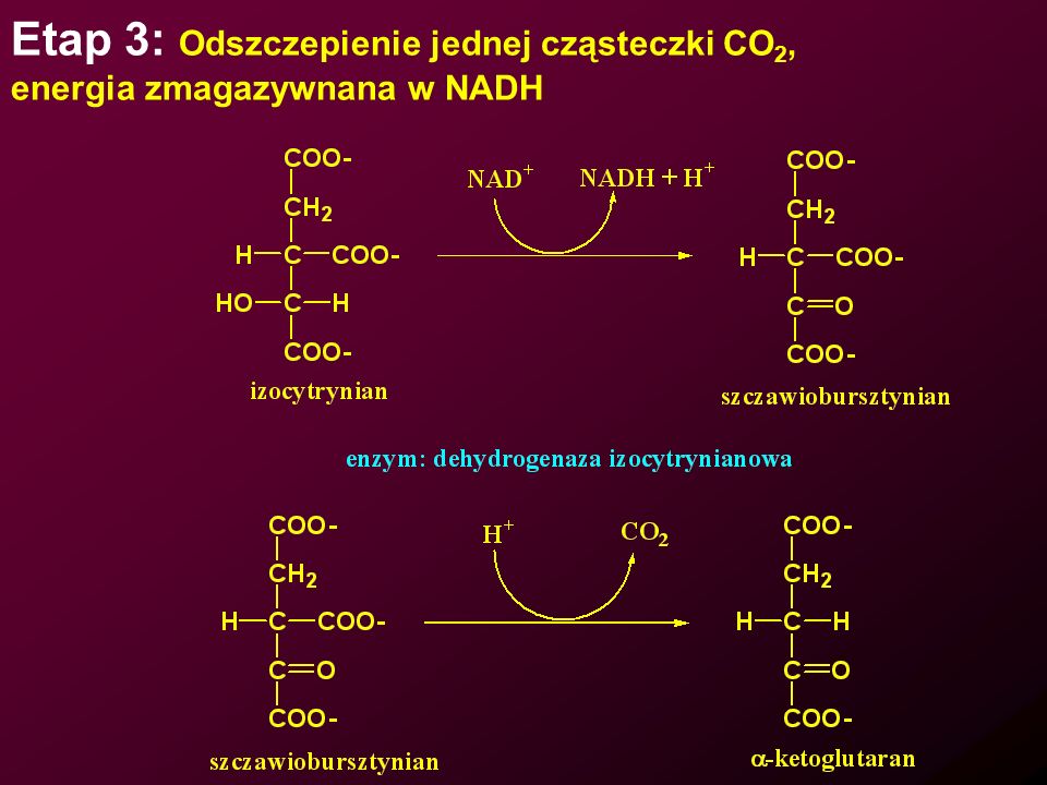 Etap 3: Odszczepienie jednej cząsteczki CO2,